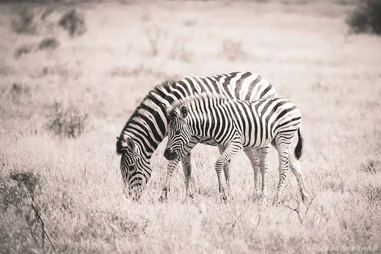 Ein Zebra mit ihrem Jungen.