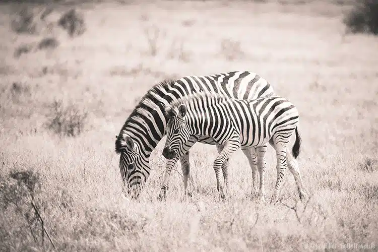Ein Zebra mit ihrem Jungen. Ein Zebra mit ihrem Jungen.
