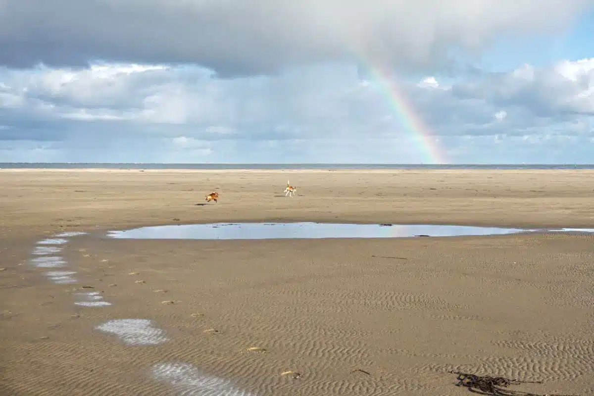 Für Hunde der ideale Strand zum Toben Für Hunde der ideale Strand zum Toben