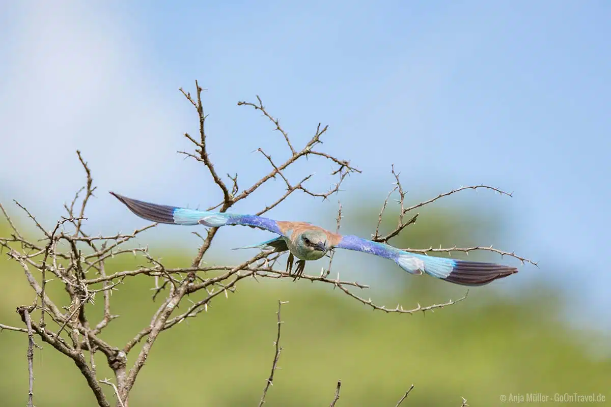 Ein European Roller – Blauracke im Flug Ein European Roller – Blauracke im Flug