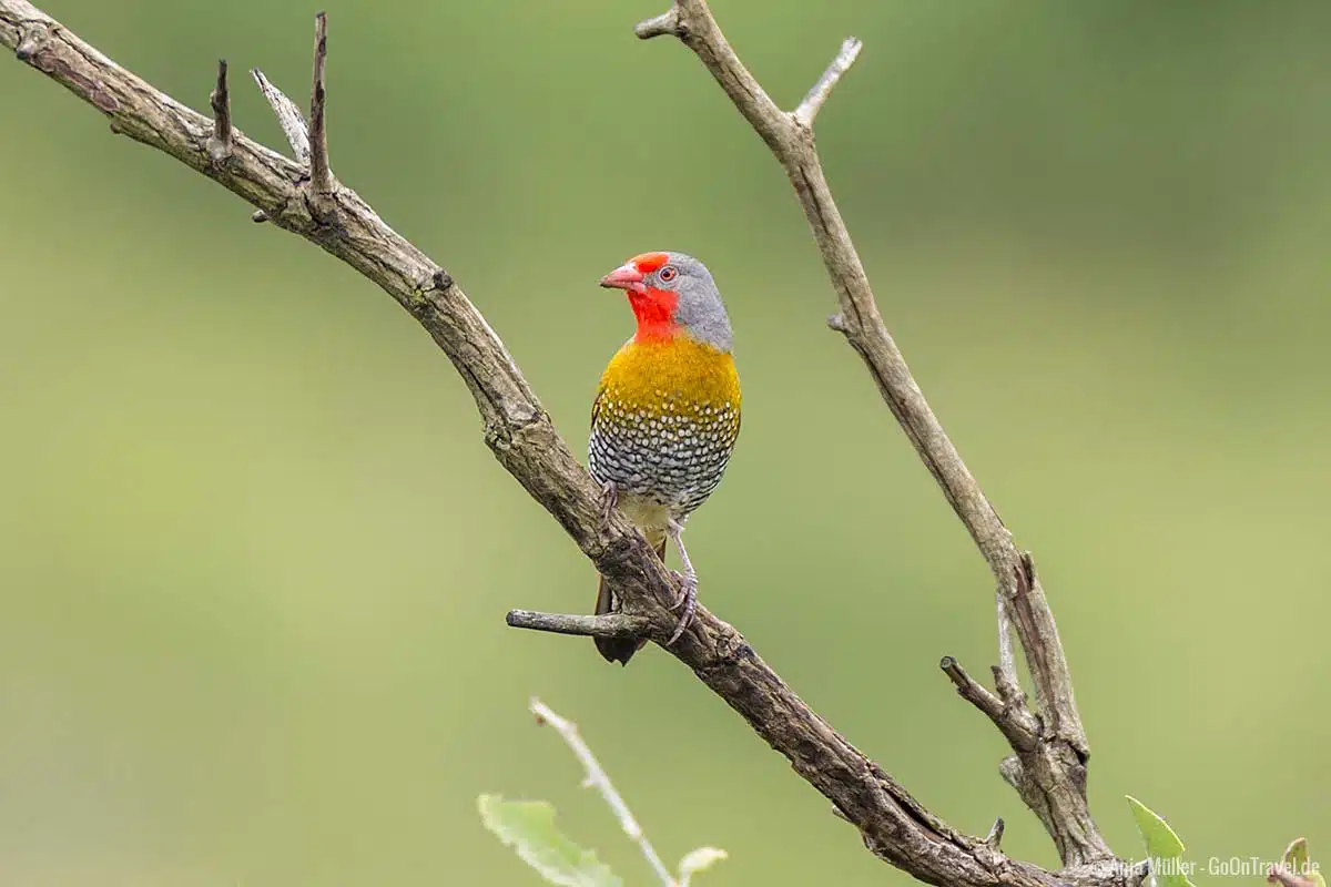 Green-winged pytilia – Buntastrild Green-winged pytilia – Buntastrild