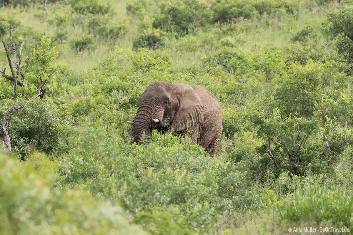 Ein Elefant mitten im Gebüsch