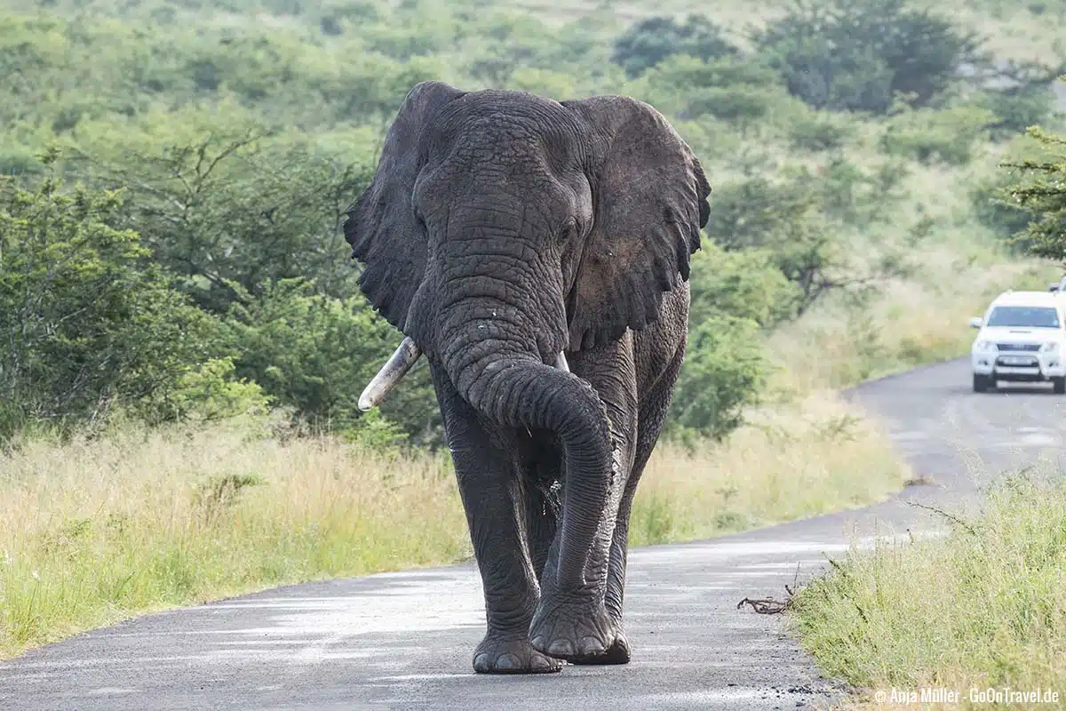 Elefantenbulle auf Testosteron im Hluhluwe iMfolozi Park Elefantenbulle auf Testosteron im Hluhluwe iMfolozi Park