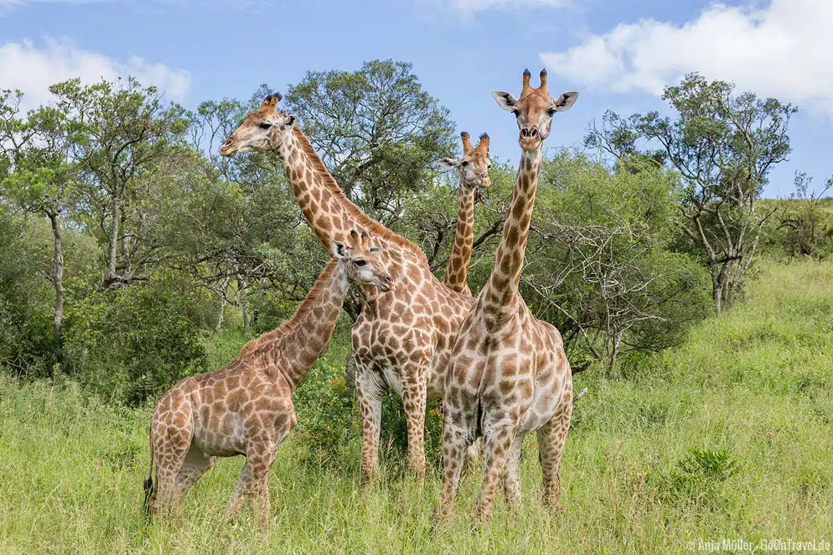 Giraffen im Hluhluwe iMfolozi Park Giraffen im Hluhluwe iMfolozi Park