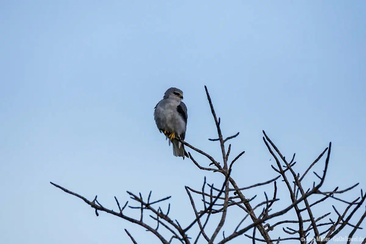 Black-shouldered kite – Gleitaar
