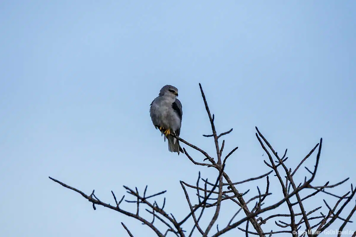 Black-shouldered kite – Gleitaar Black-shouldered kite – Gleitaar