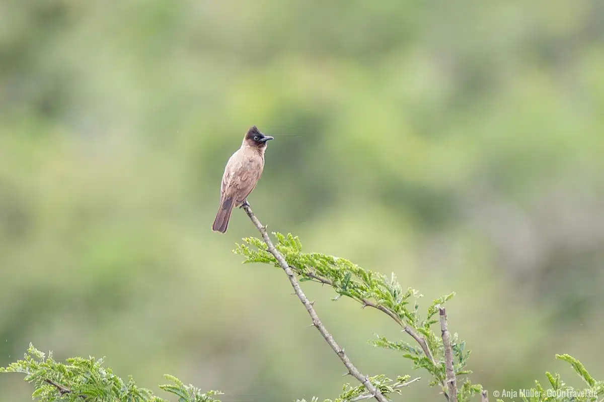 Dark-capped bulbul – Graubülbül Dark-capped bulbul – Graubülbül