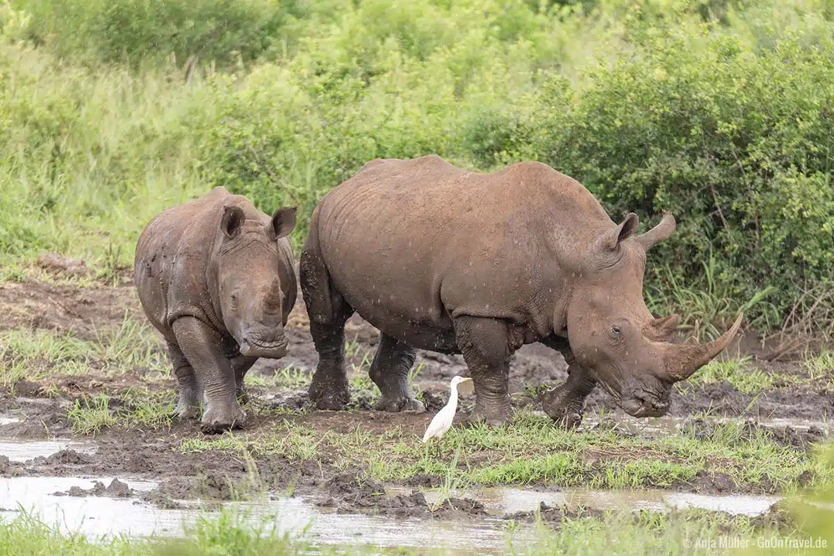 Ein Nashorn mit ihrem Jungen Ein Nashorn mit ihrem Jungen