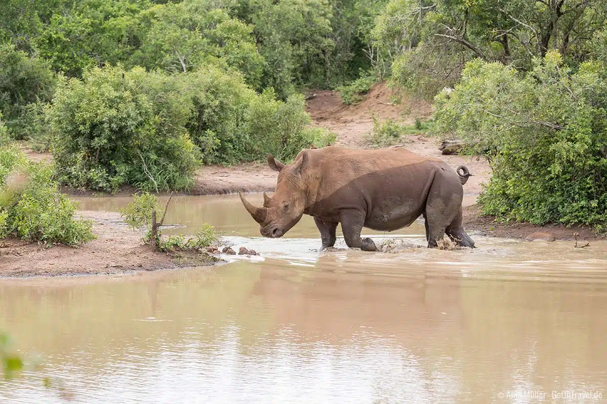 Ein Nashorn im Wasser