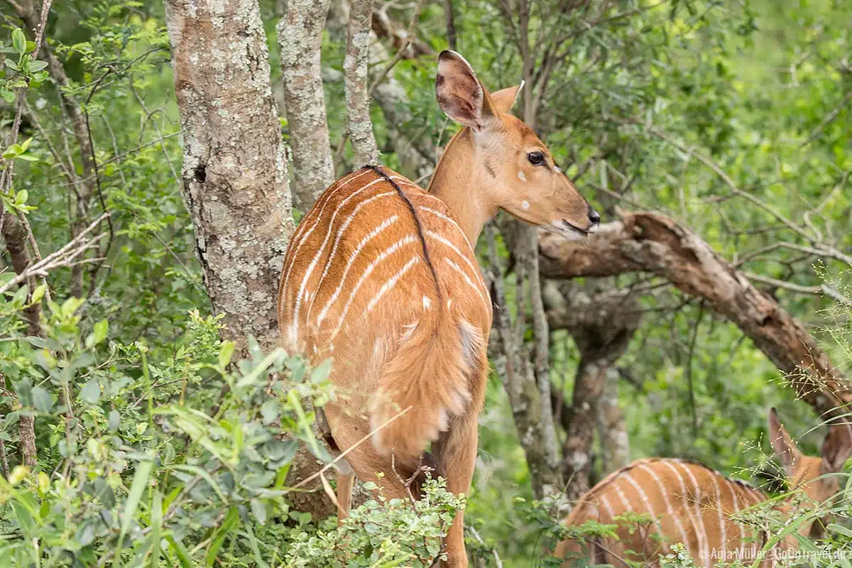 Eine Nyala-Antilope verschwindet im Gebüsch