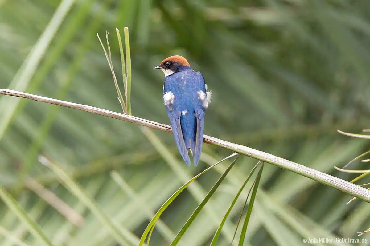 Wire-tailed swallow – Rotkappenschwalbe