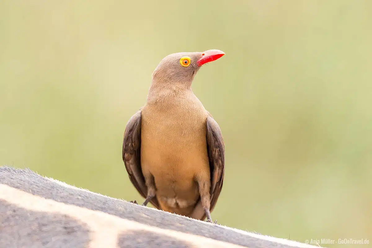 Red-billed oxpecker – Rotschnabel-Madenhacker Red-billed oxpecker – Rotschnabel-Madenhacker