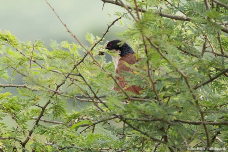 Hluhluwe iMfolozi Park: Der älteste Nationalpark Südafrikas