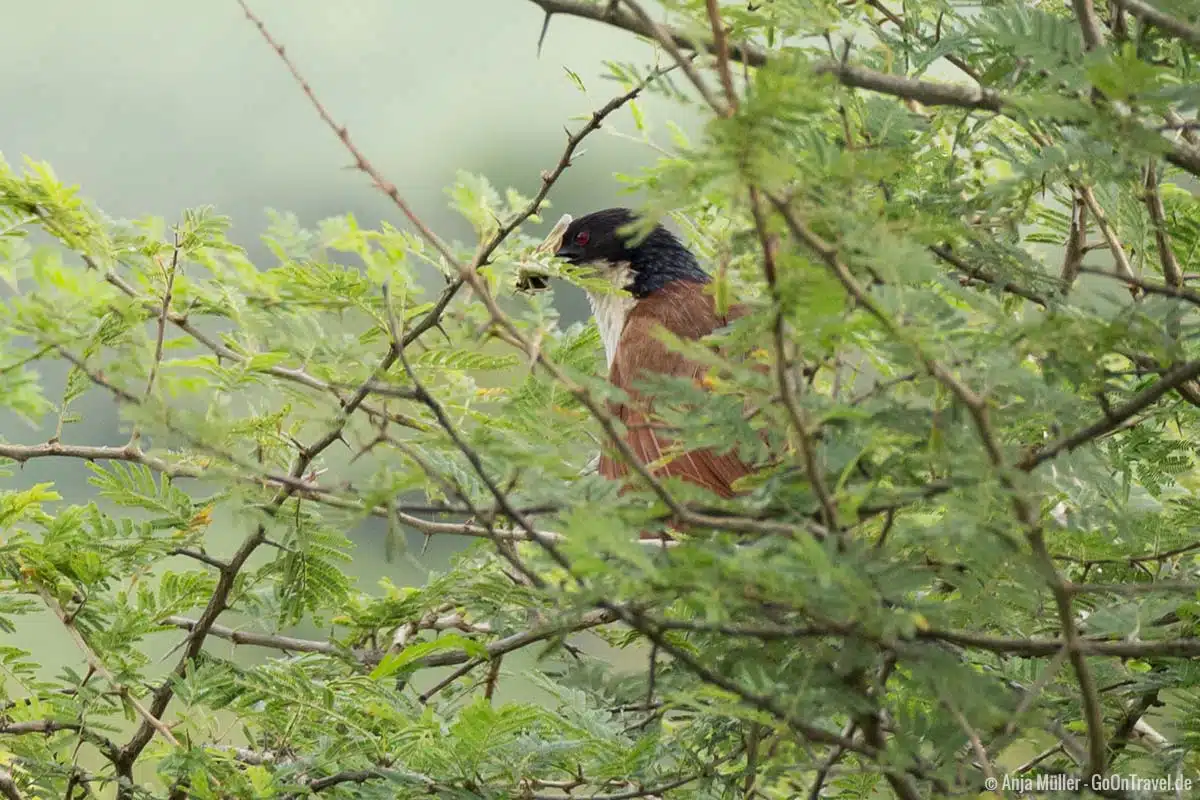 Burchell´s coucal – Tiputip Burchell´s coucal – Tiputip