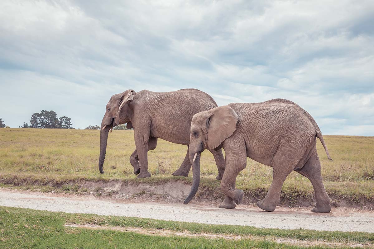 Knysna Elephant Park