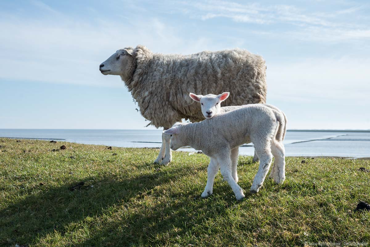 Modellregion Sylt und Nordfriesland - Urlaub an der Nordseeküste