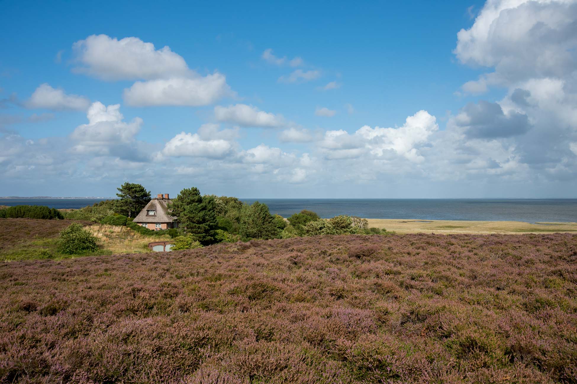 Sylt Heideblüte Kampen Watt