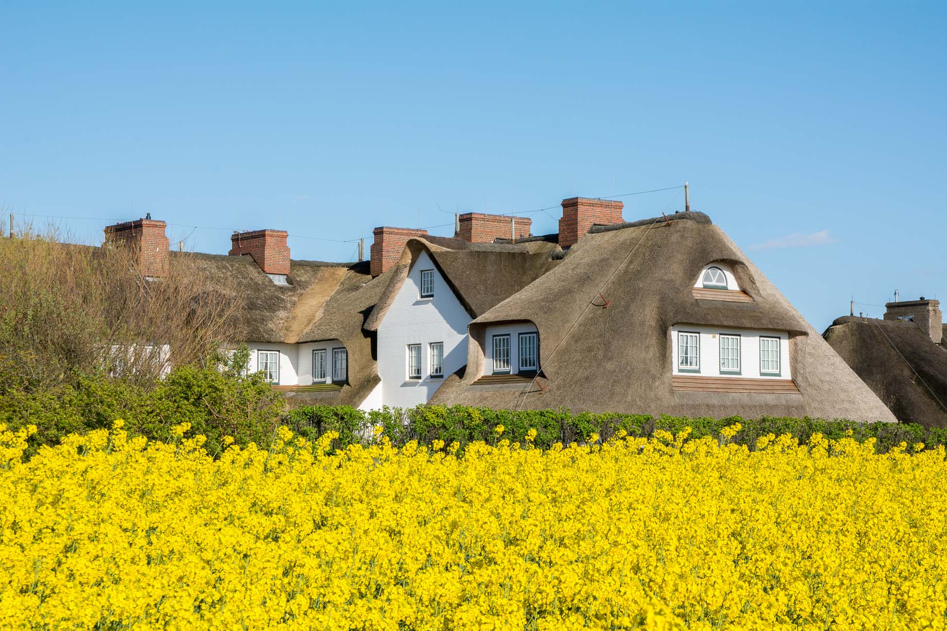 Sylt Keitum Reetdach im Rapsfeld