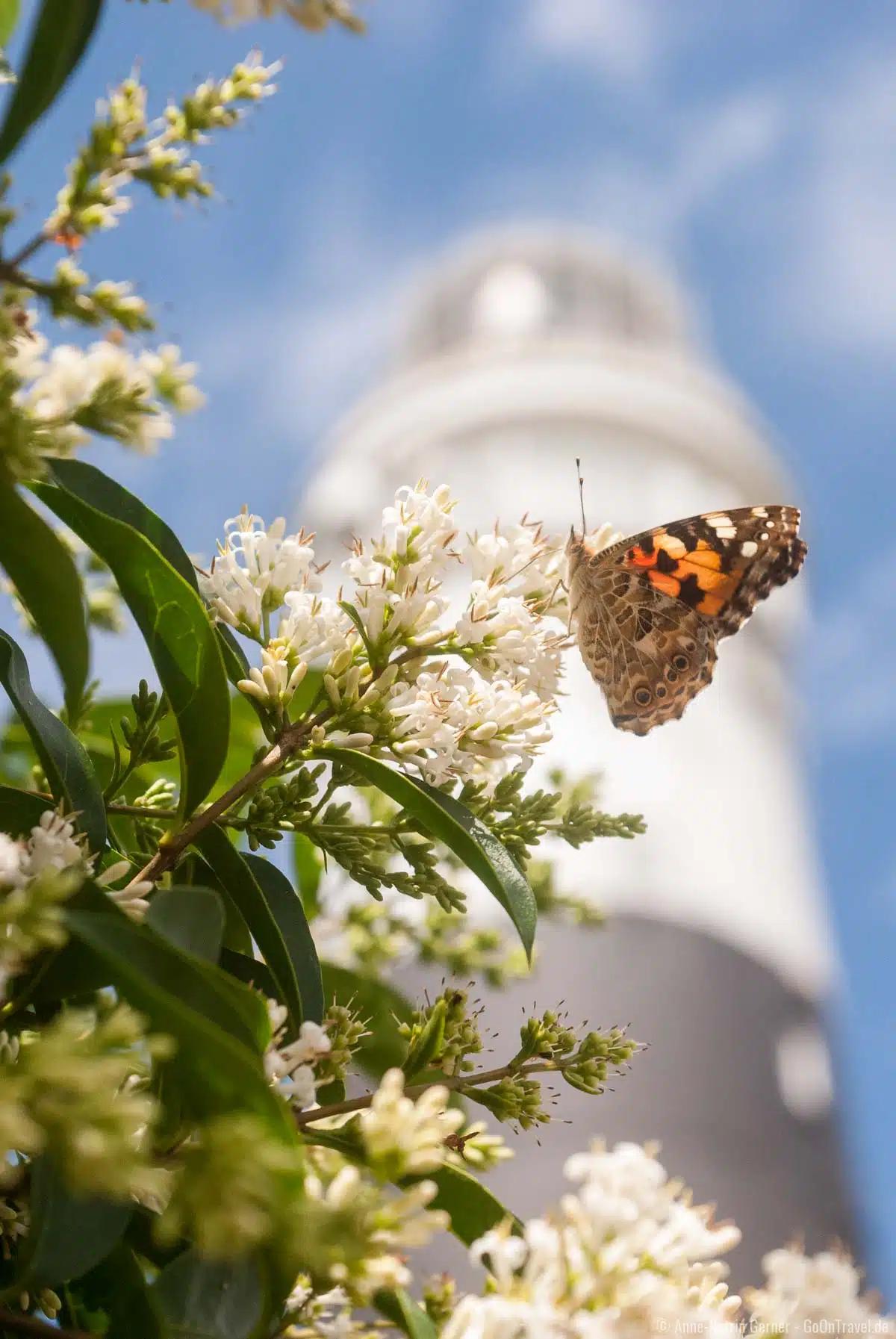 Sylturlaub im Frühling ist bald wieder möglich Sylturlaub im Frühling ist bald wieder möglich