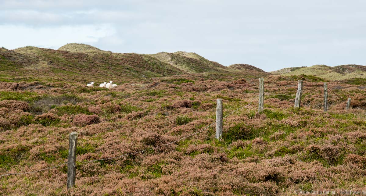 Die Schafe erwarten uns im NSG Nord-Sylt