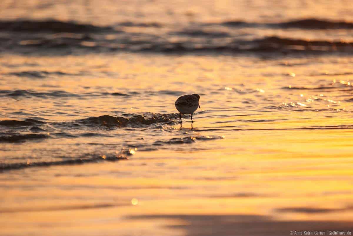 Sanderling zum Sonneruntergang Sanderling zum Sonneruntergang