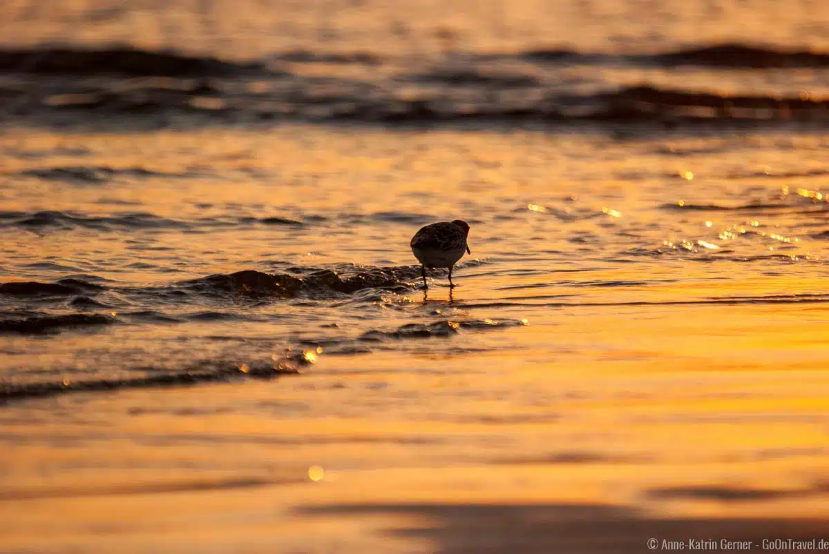 Sanderling am Flutsaum Sanderling am Flutsaum