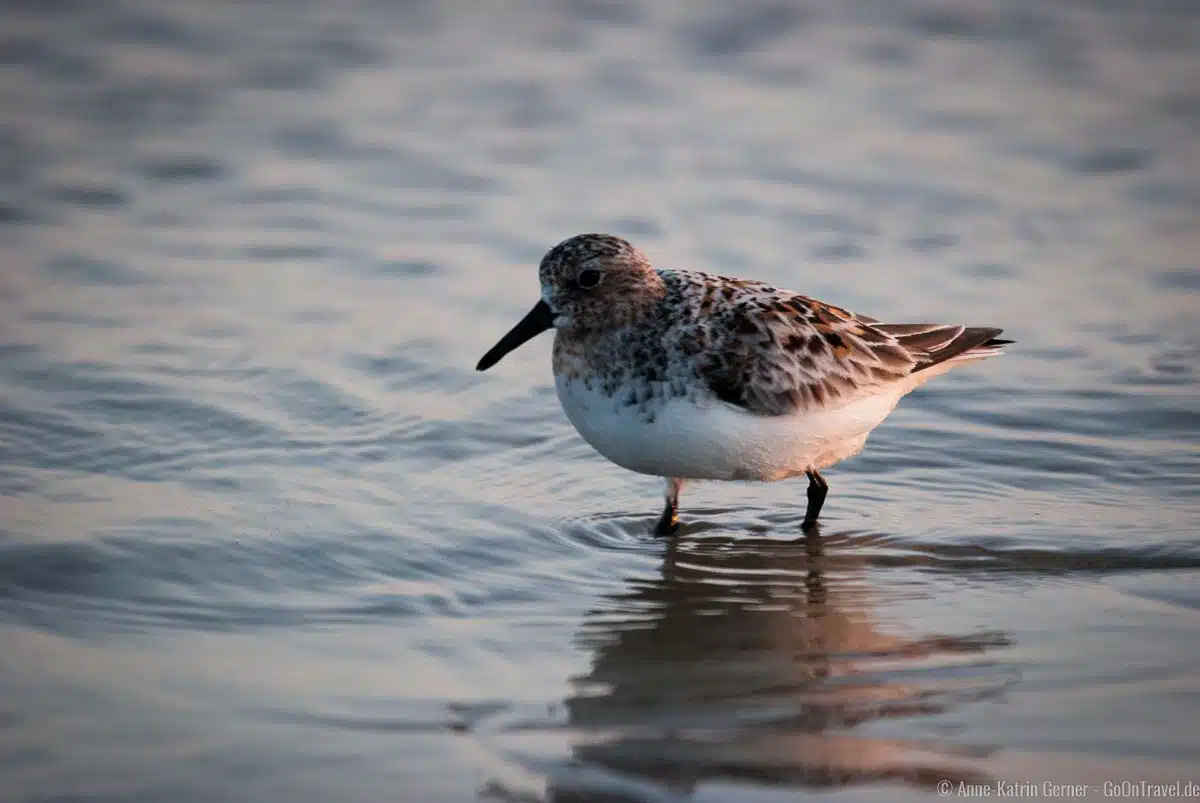 Sanderling auf Nahrungssuche Sanderling auf Nahrungssuche