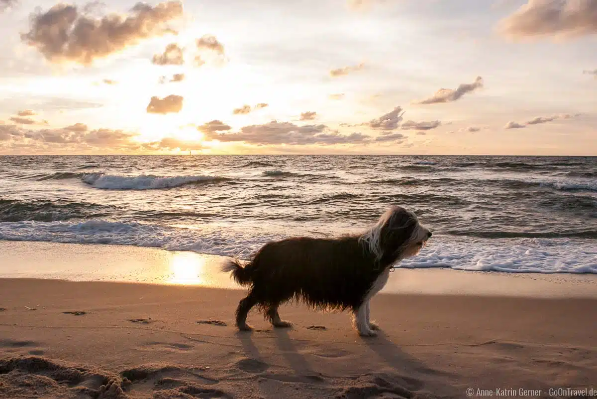 Dikjendeel ist auch Hundestrand Dikjendeel ist auch Hundestrand
