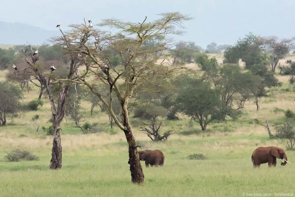 Weißstörche und Elefanten im Taita Hills Reserve im Januar Weißstörche und Elefanten im Taita Hills Reserve im Januar