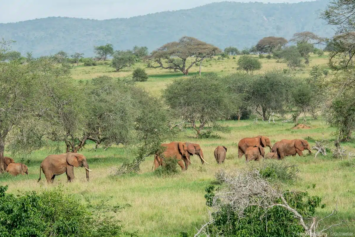 Elefantenfamilie in Taita Hills