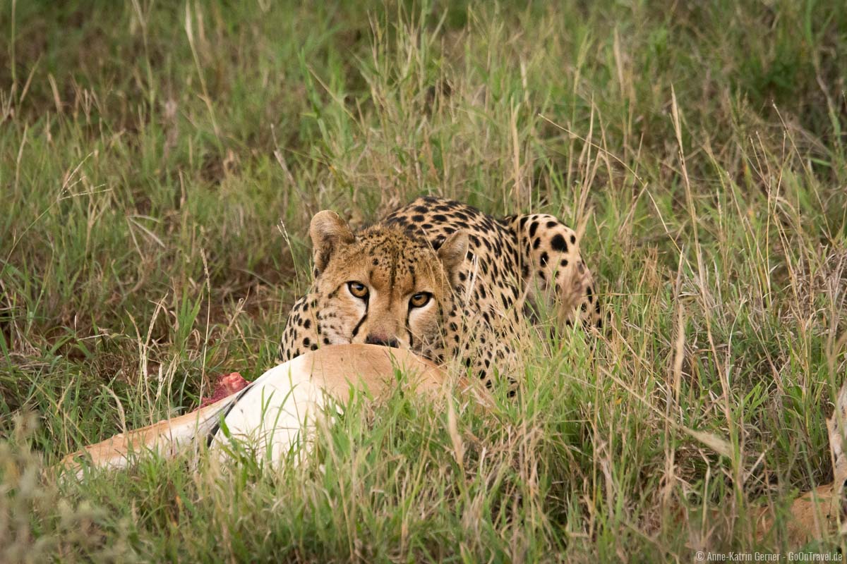 Gepard mit frisch erlegter Beute