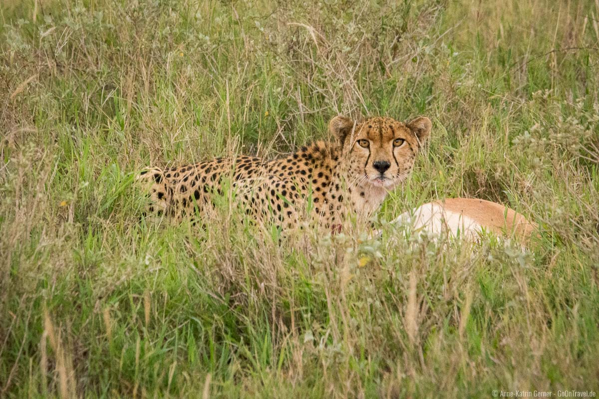 Gepard in Taitia Hille mit erlegter Gazelle