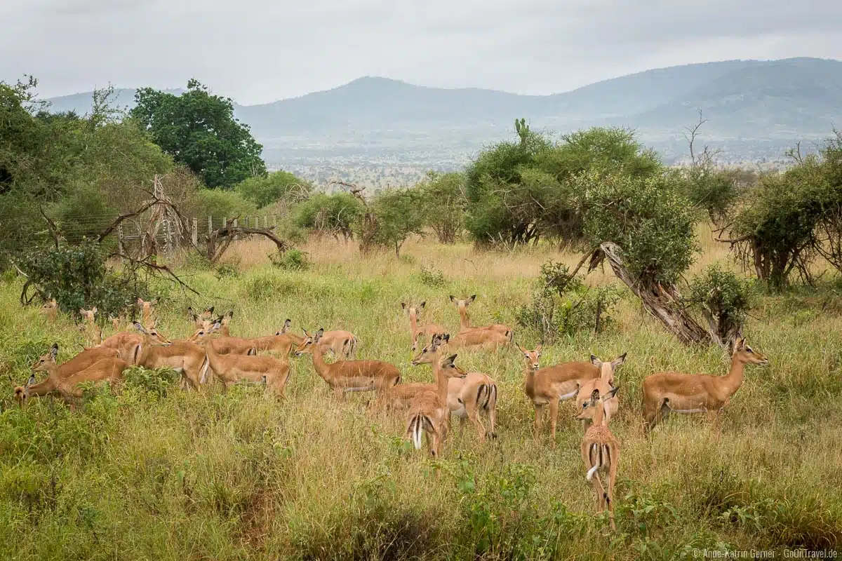 Impalas sind in Taita Hills häufig anzutreffen Impalas sind in Taita Hills häufig anzutreffen