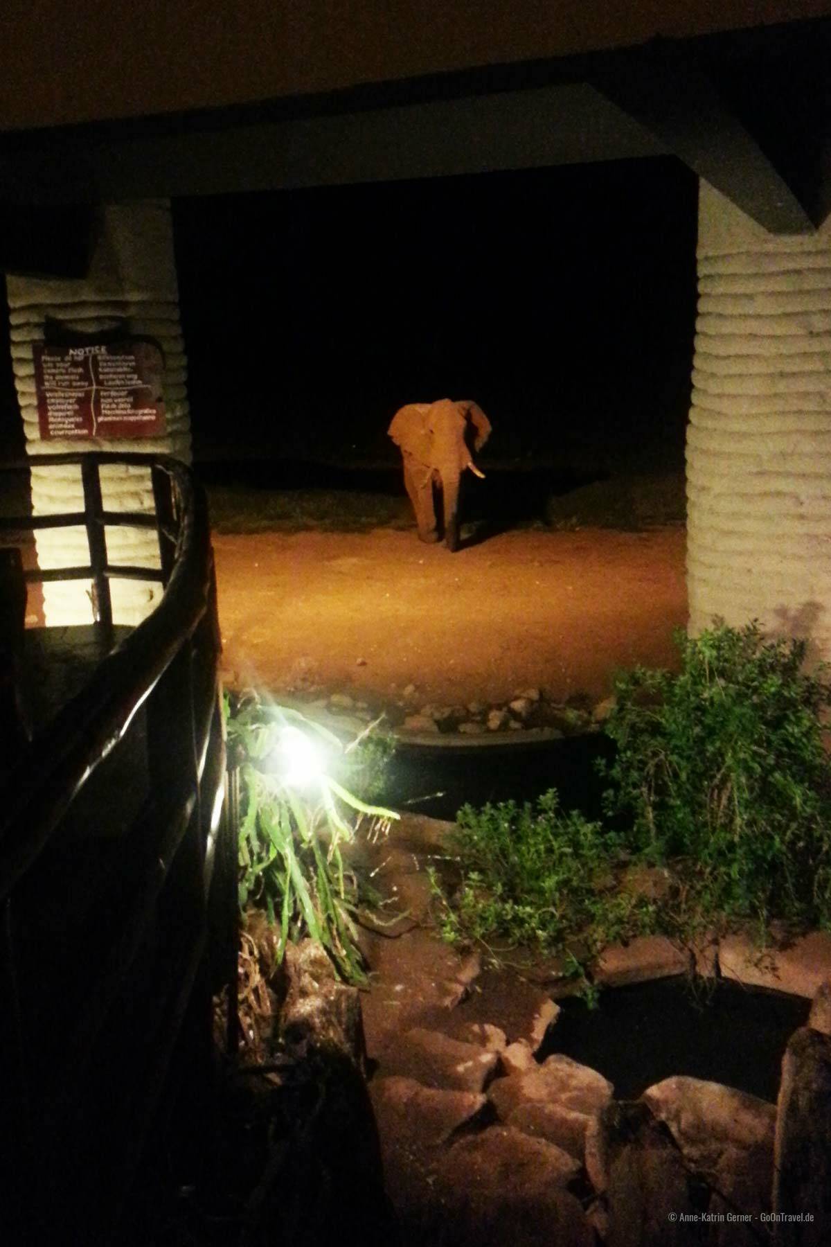 Elefant vor der Lobby in der Salt Lick Lodge