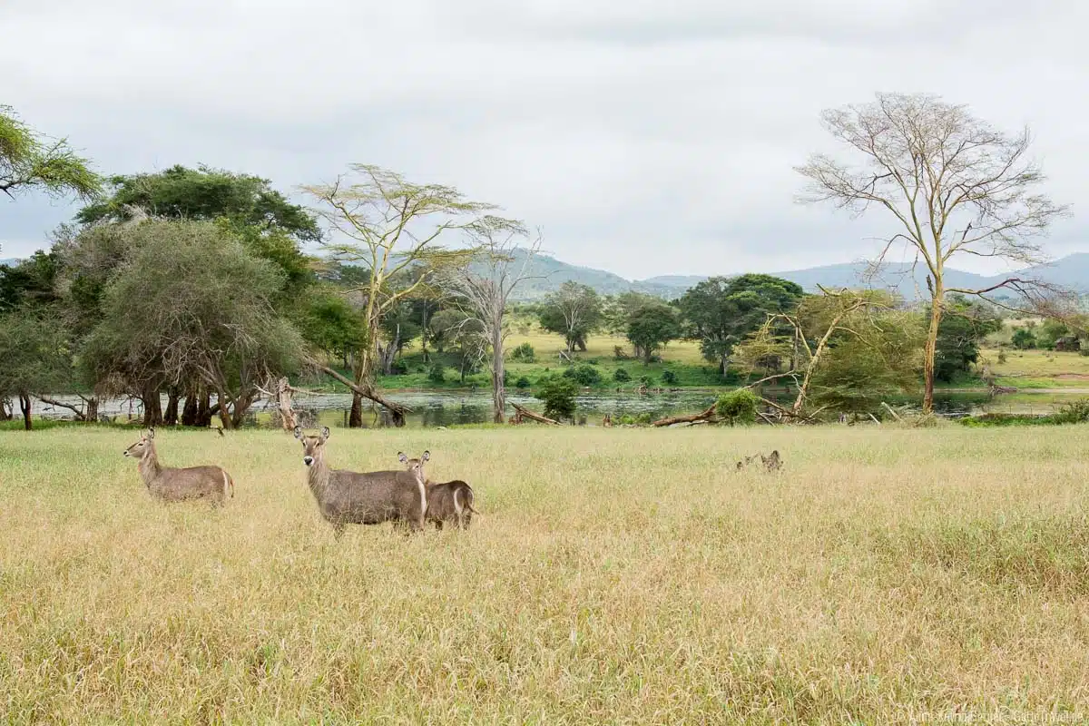 Wasserböcke im Taita Hills Reserve in Kenia