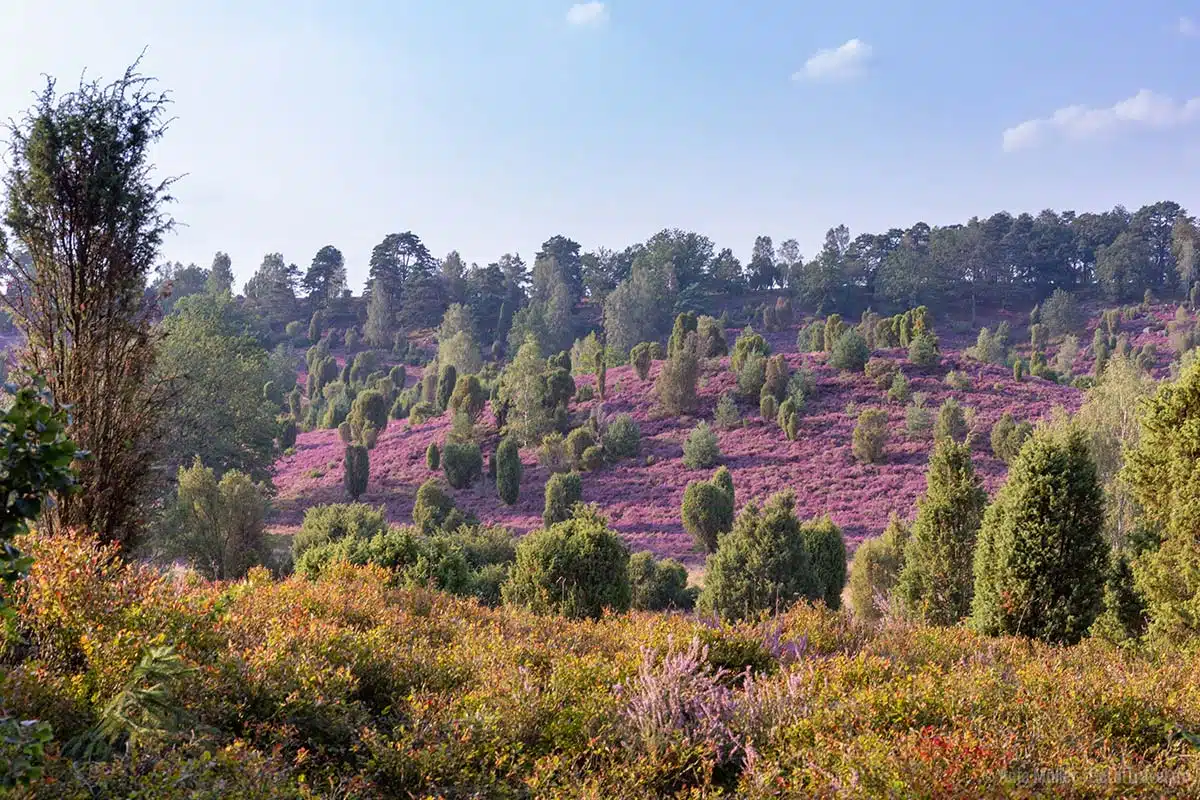 Teufelsgrund in der Lüneburger Heide Teufelsgrund in der Lüneburger Heide