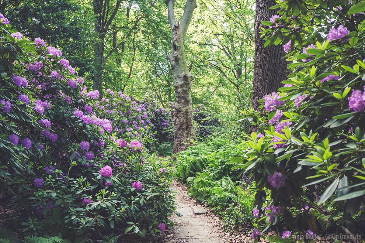 Rhododendren-Blüte im Tiergarten
