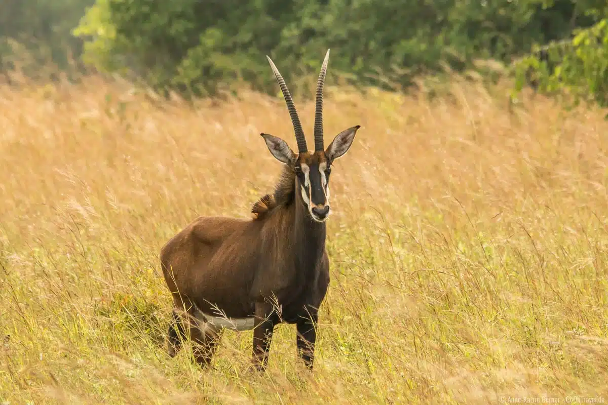 männliche Rappenantilope in Shimba Hills männliche Rappenantilope in Shimba Hills