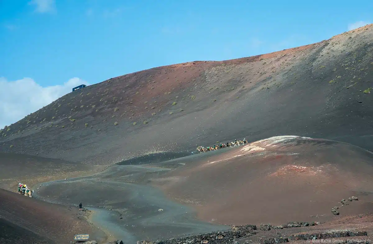 Der Kamelritt ist auf Lanzarote leider sehr beliebt. Der Kamelritt ist auf Lanzarote leider sehr beliebt.