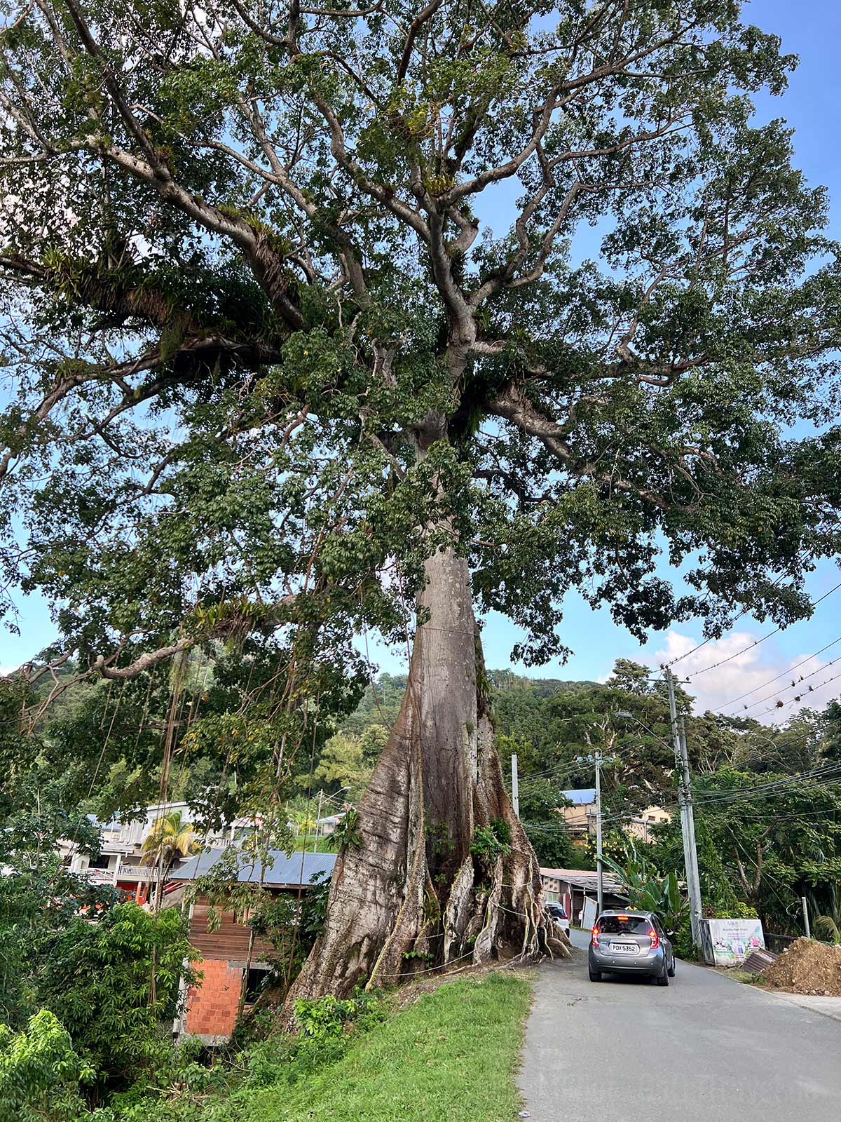 Alter Baum auf Tobago