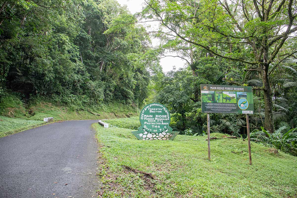 Auf Tobago befindet sich der älteste gesetzlich geschützte Regenwaldgebiet der westlichen Welt.