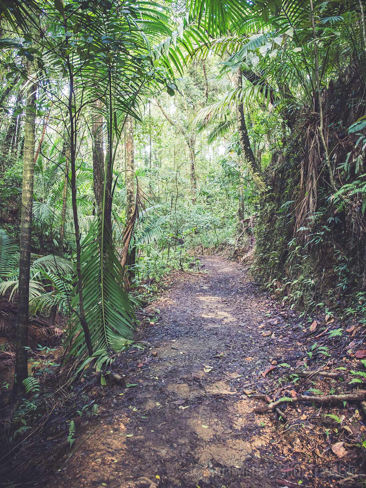 Wanderweg im Main Ridge Forest Reserve