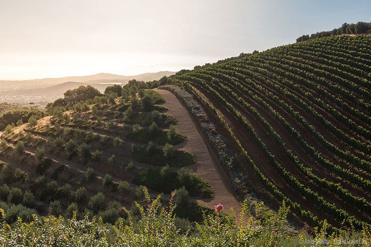 Blick auf die Weinberge