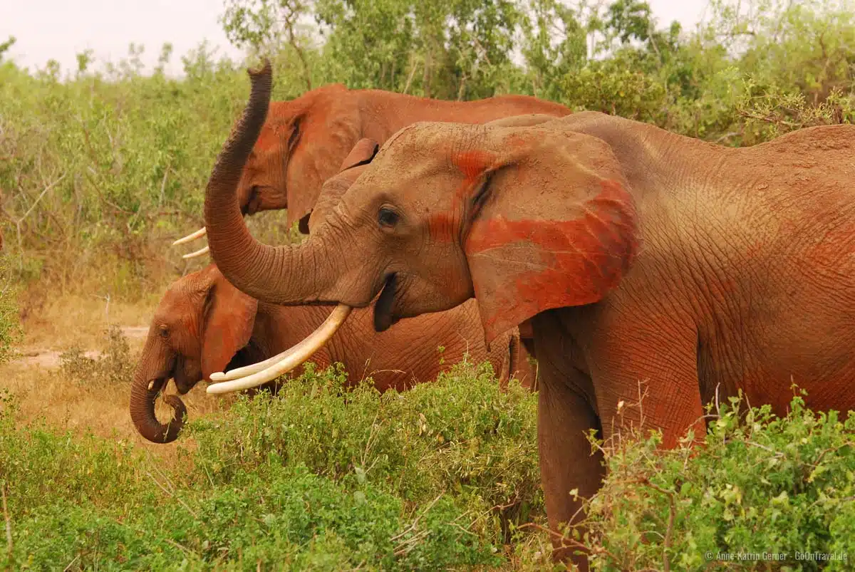 die rote Erde von Tsavo gibt den Elefanten ihr Aussehen