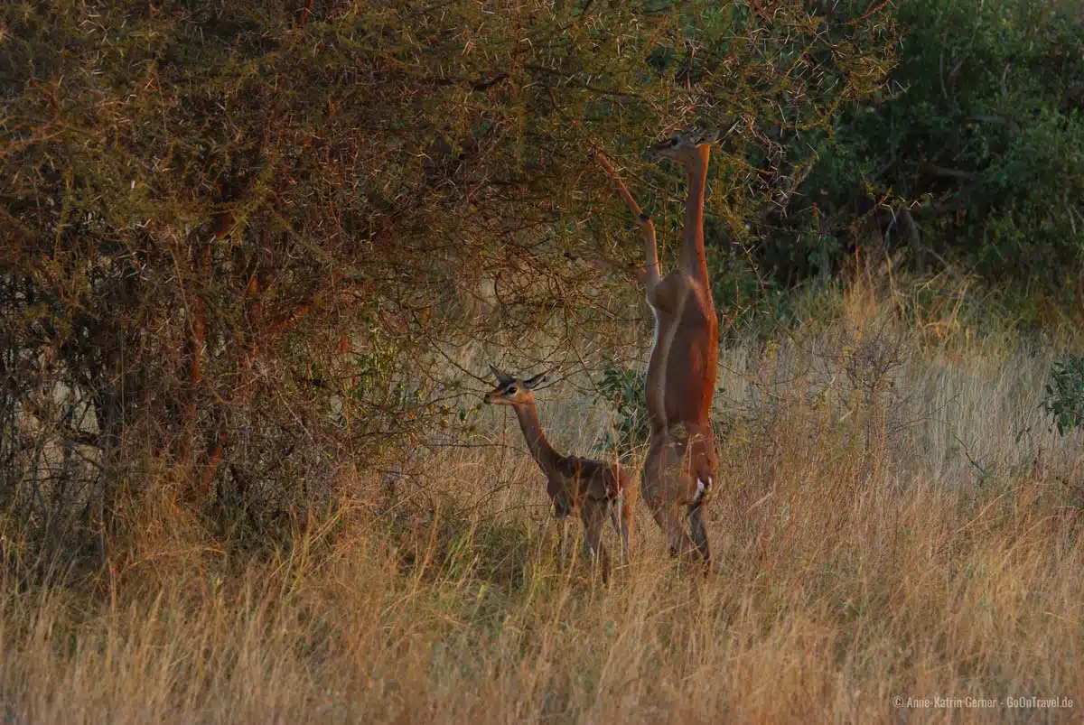Giraffenantilope im Abendlicht im Tsavo Ost
