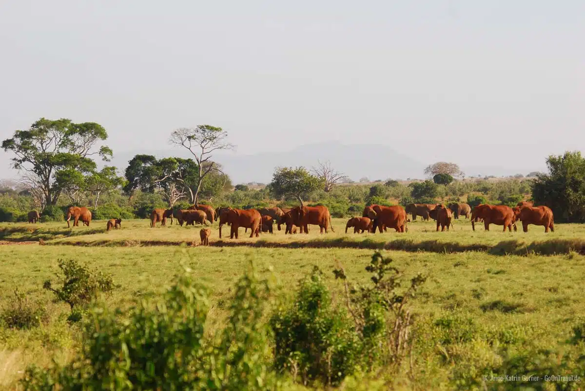 typisches Bild im Tsavo Ost - eine Herde "roter" Elefanten