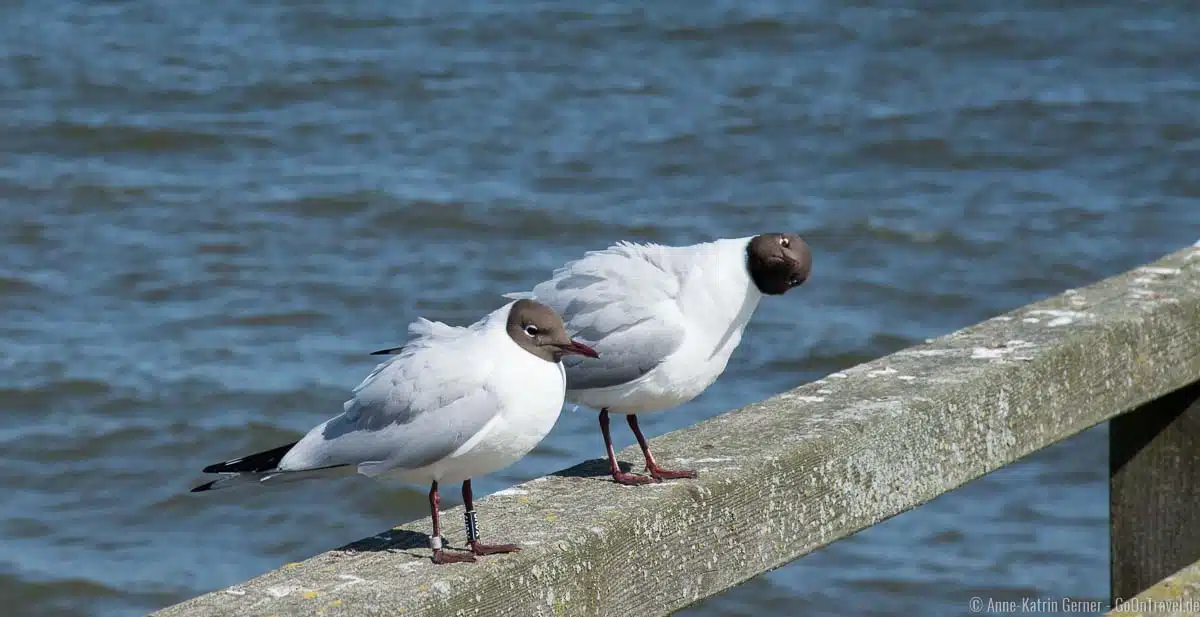 Lachmöwen auf der Seebrücke Lachmöwen auf der Seebrücke