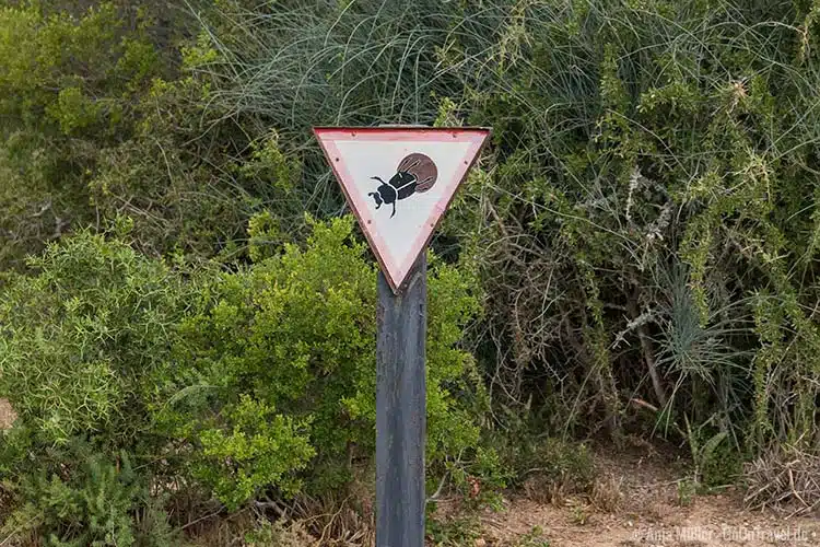 Vorsicht Dungbeetle (gefunden im Addo Elephant Nationalpark)