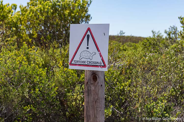 Schildkröten könnten den weg kreuzen (gefunden im De Hoop Nature Reserve)