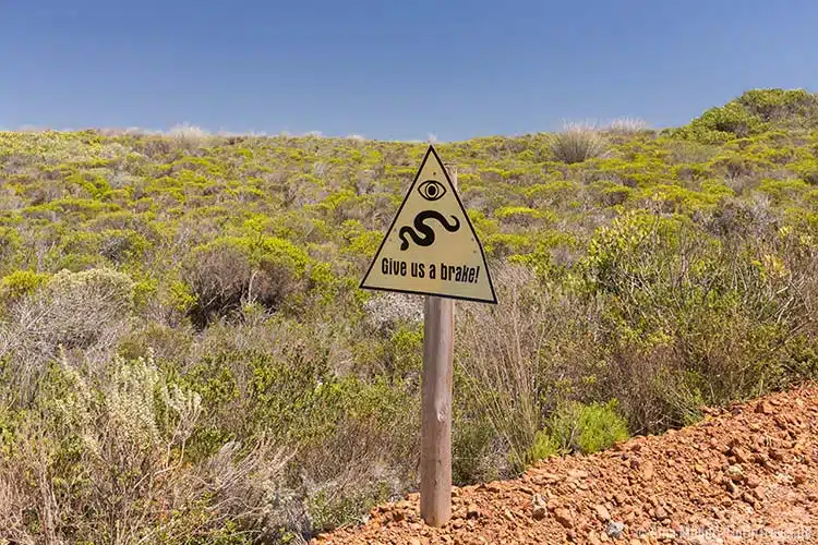 Auch für Schlangen bremsen (gefunden im De Hoop Nature Reserve) Auch für Schlangen bremsen (gefunden im De Hoop Nature Reserve)